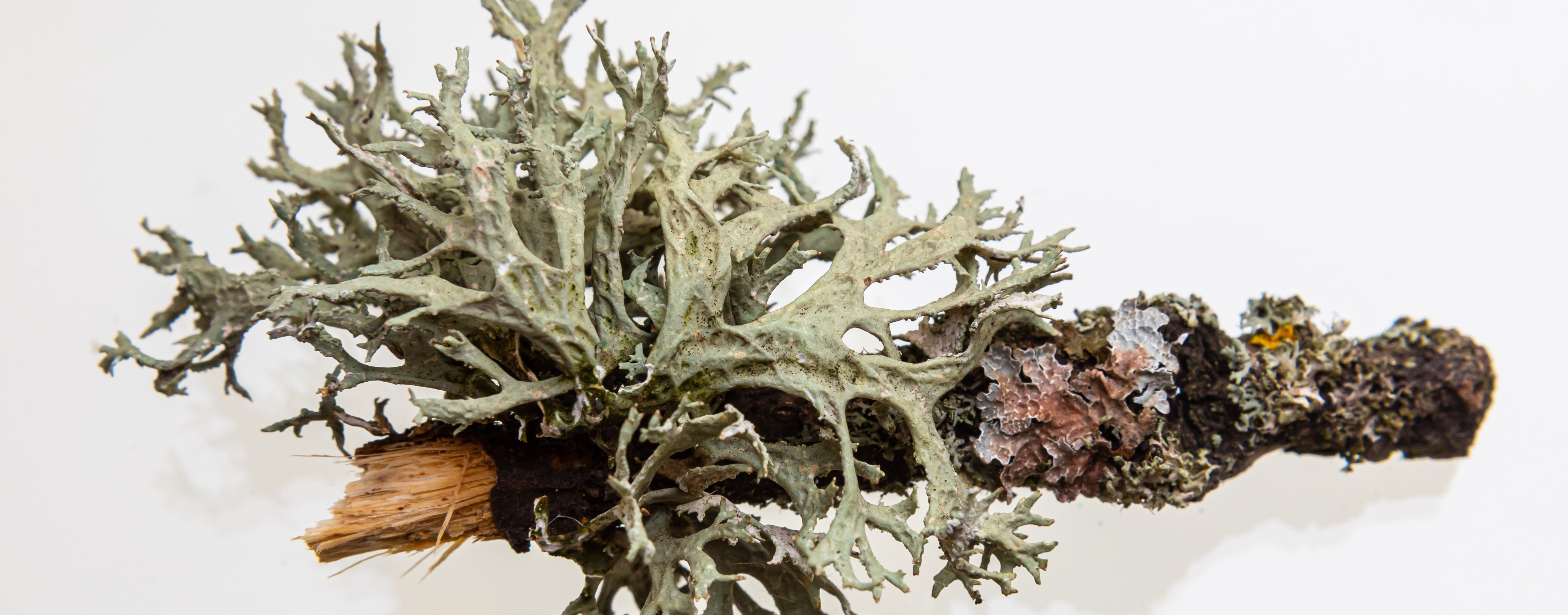 Detalle macro de musgo de roble (Evernia prunastri), liquen que crece en los robles europeos y materia prima estructural de la familia chipre clásica, restringido por la regulación IFRA.