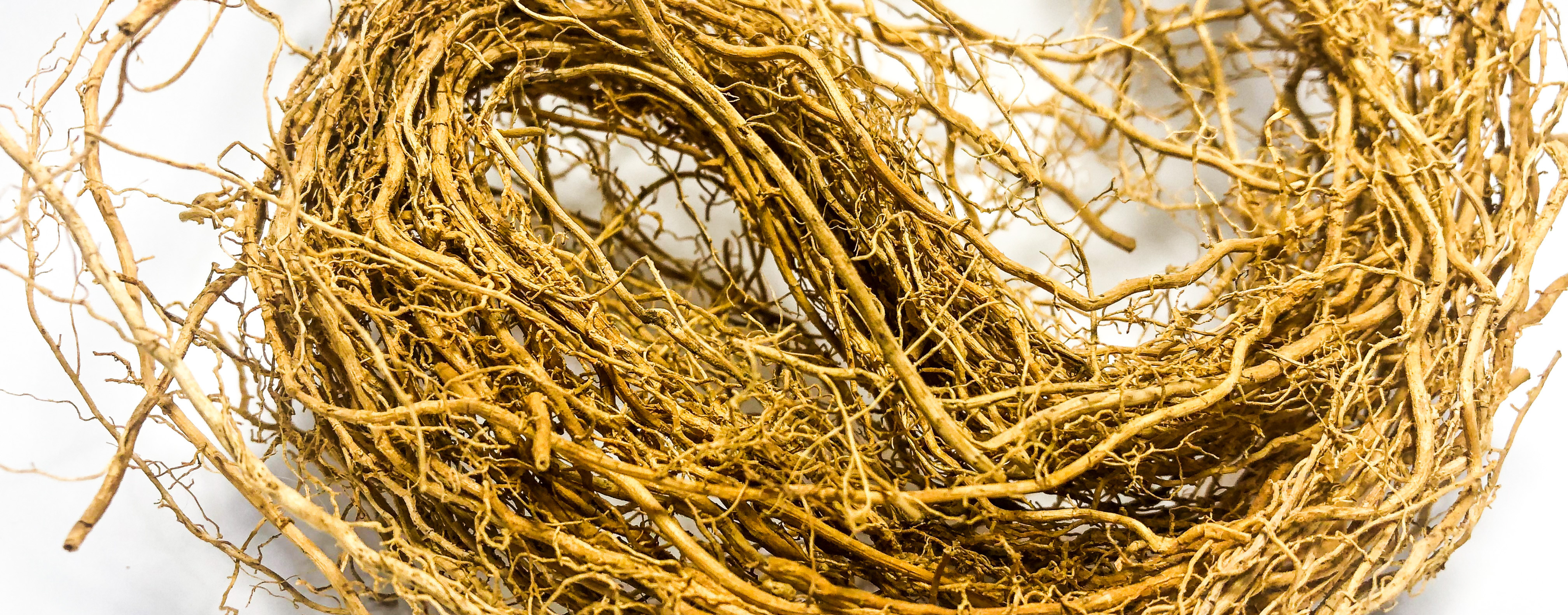 Raíces secas de vetiver (Chrysopogon zizanioides), la materia prima fibrosa que se destila para producir uno de los aceites esenciales más complejos de la perfumería seria.