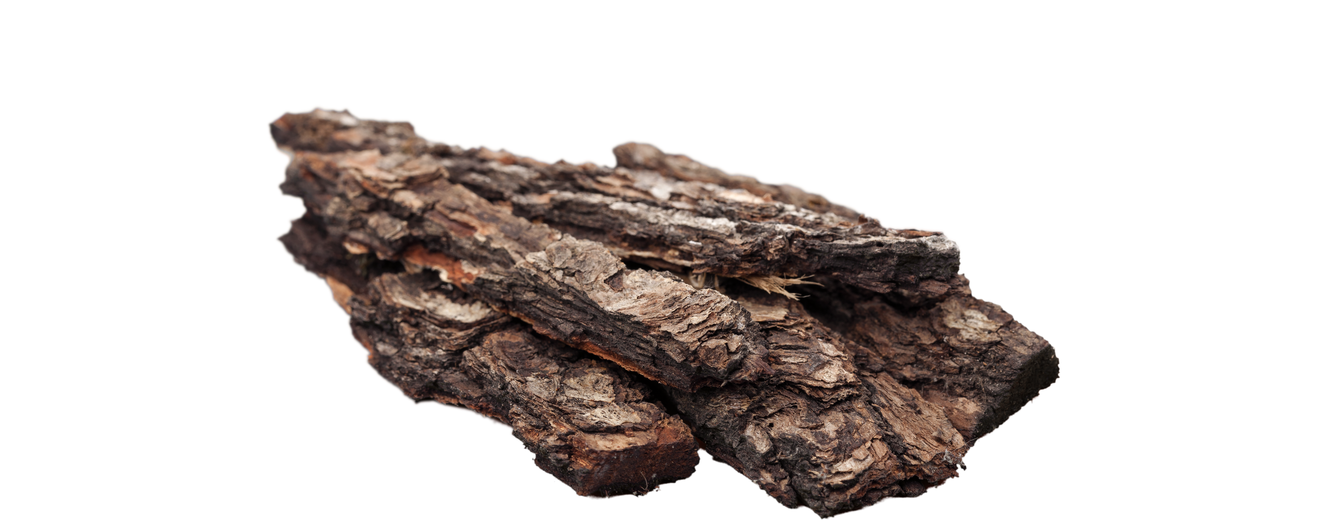 El oud: historia de la madera más cara del mundo