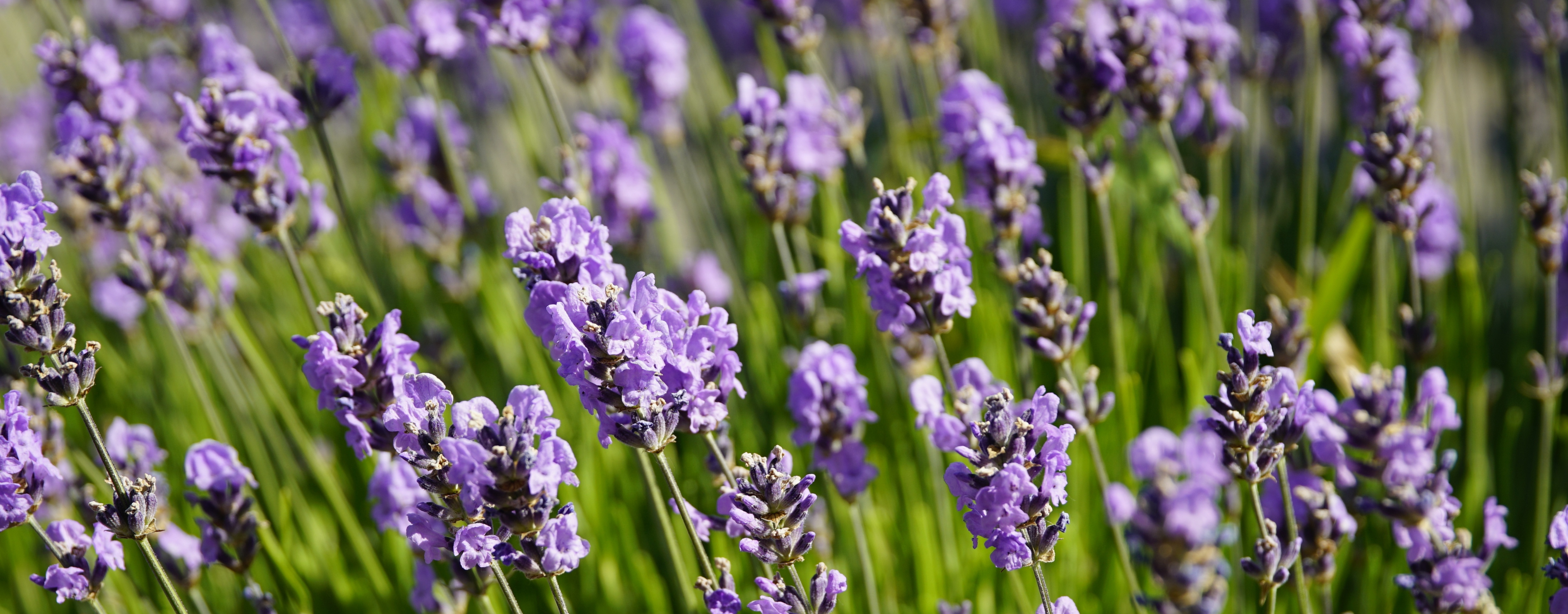 Campos de lavanda en Provenza, región que durante siglos ha alimentado la industria perfumística mundial desde la ciudad de Grasse.